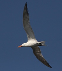 IMG_7847a